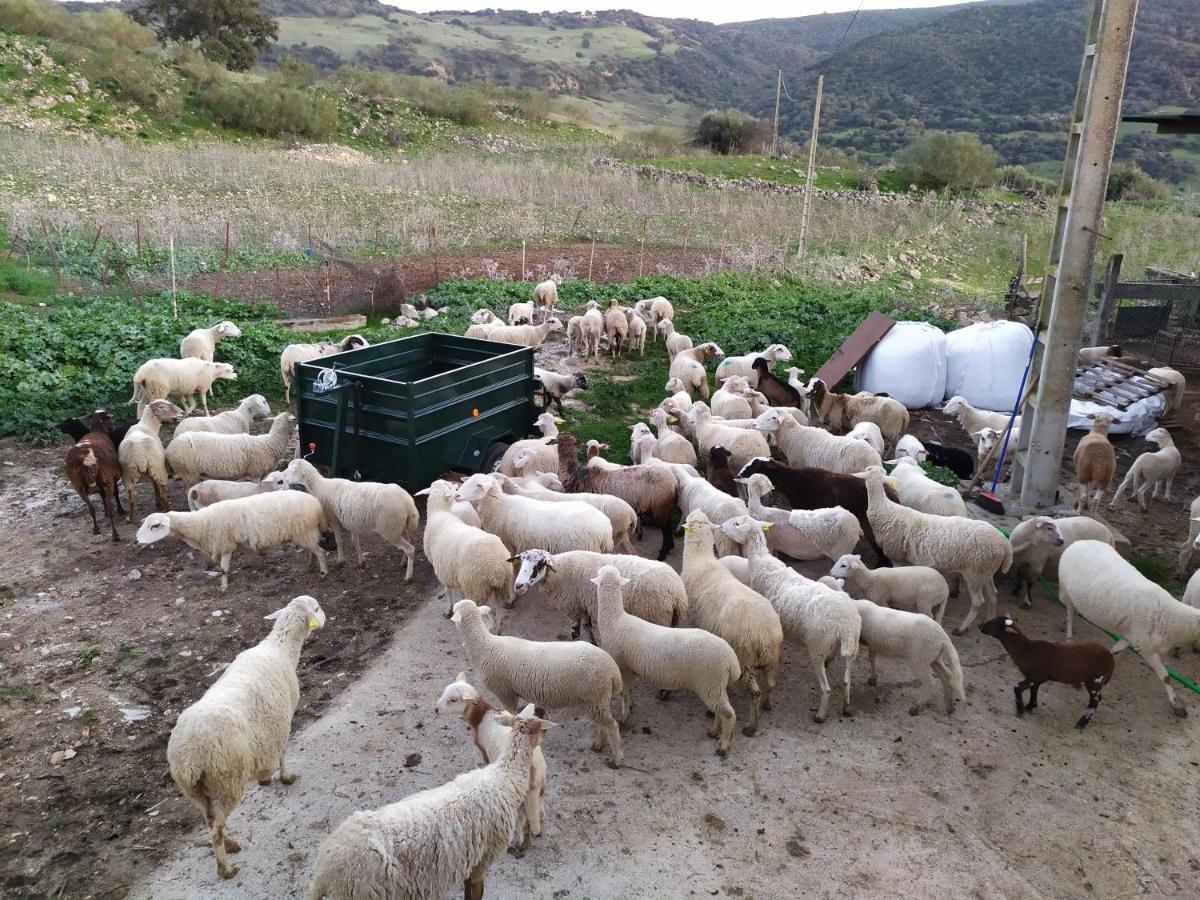 Cortijo La Laguna รอนดา ภายนอก รูปภาพ